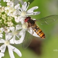 Episyrphus balteatus, male, hoverfly, Alan Prowse